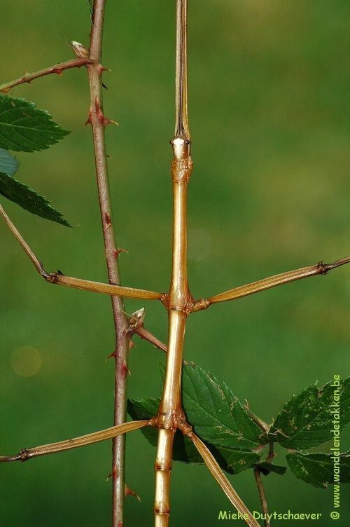 Volwassen man