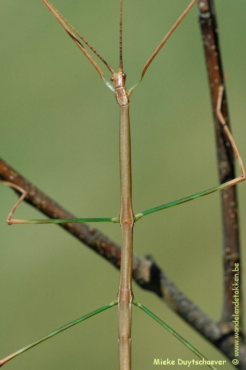 Volwassen man