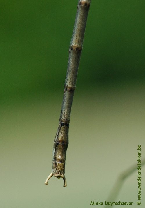 Volwassen man