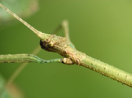 Volwassen vrouw