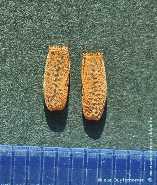 Eitjes