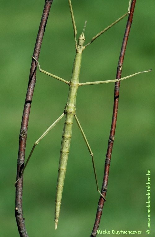 Volwassen vrouw