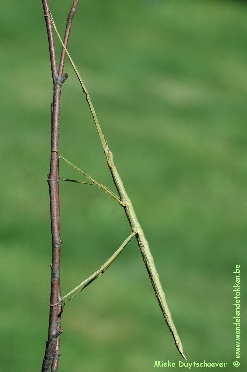 Volwassen vrouw