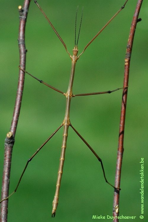 Volwassen man