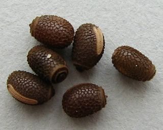Eitjes