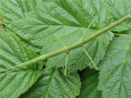 PSG 237 - Pseudosermyle phalangiphora - Vrouwelijke nimf
