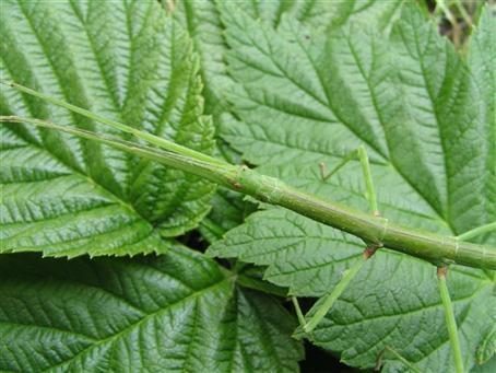 PSG 237 - Pseudosermyle phalangiphora - Vrouwelijke nimf