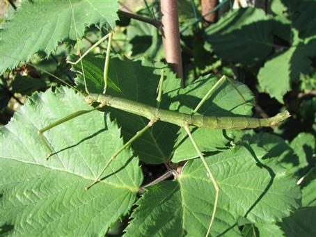 PSG 237 - Pseudosermyle phalangiphora - Volwassen vrouw