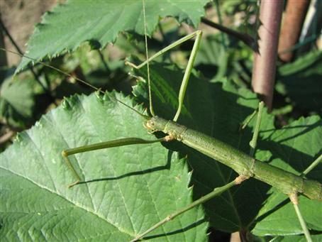 PSG 237 - Pseudosermyle phalangiphora - Volwassen vrouw