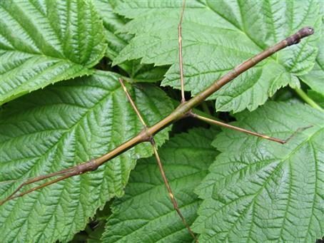 PSG 237 - Pseudosermyle phalangiphora - Volwassen man