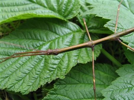 PSG 237 - Pseudosermyle phalangiphora - Volwassen man