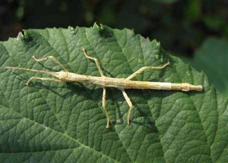 PSG 240 - Lamponius portoricensis - Vrouwelijke nimf