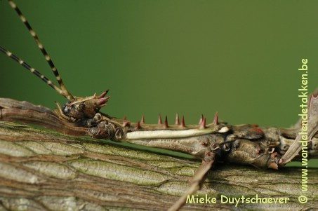 PSG 258 - Parectatosoma mocquerysi - Subvolwassen man