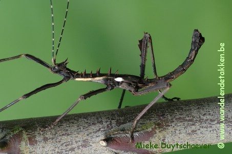PSG 258 - Parectatosoma mocquerysi - Volwassen man