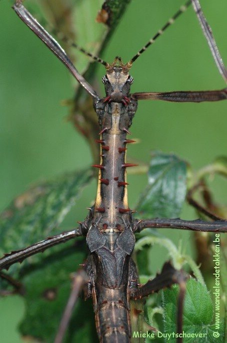 PSG 258 - Parectatosoma mocquerysi - Volwassen man