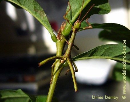 PSG 260 - Diapherodes gigantea - Nimfje met twee abdomen