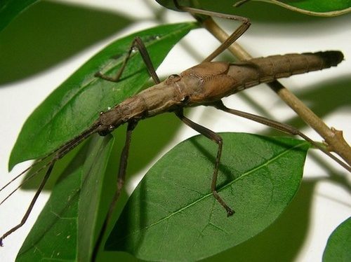 PSG 269 - Pseudophasma castaneum - Subvolwassen vrouw