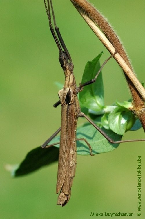 PSG 269 - Pseudophasma castaneum - Volwassen vrouw