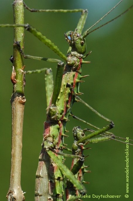 PSG 272 - Spinohirasea bengalensis - Volwassen koppel