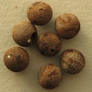 PSG 272 - Spinohirasea bengalensis - Eitjes