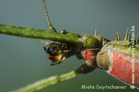 PSG 272 - Spinohirasea bengalensis - Volwassen vrouw