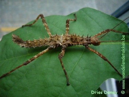 PSG 272 - Spinohirasea bengalensis - Volwassen vrouw - Bruine kleurvariant