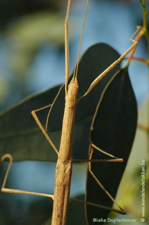 PSG 276 - Sipyloidea menptolemus - Volwassen vrouw