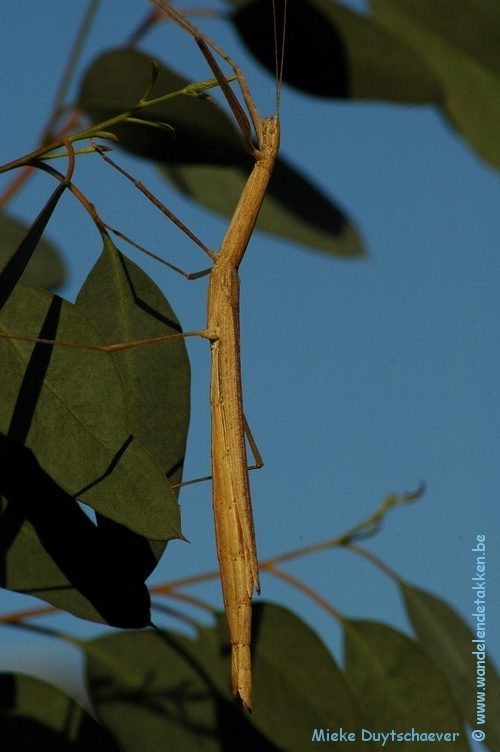 PSG 276 - Sipyloidea menptolemus - Volwassen vrouw