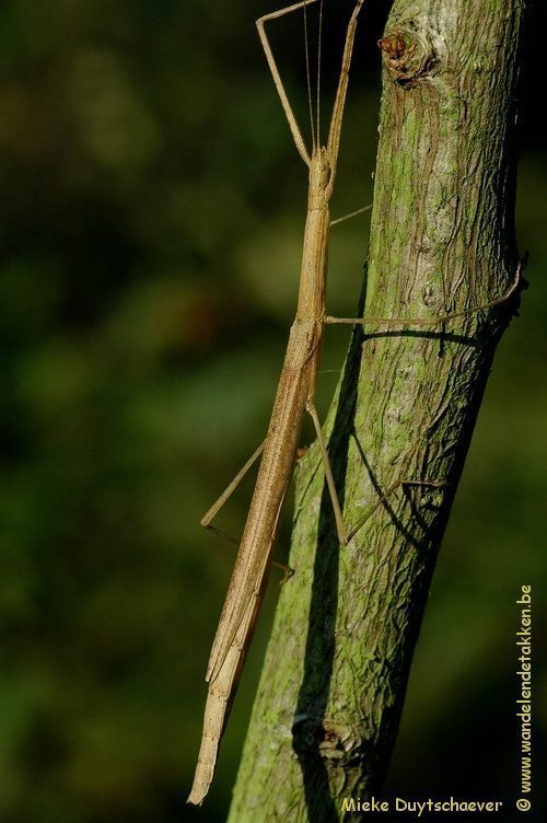PSG 276 - Sipyloidea menptolemus - Volwassen vrouw