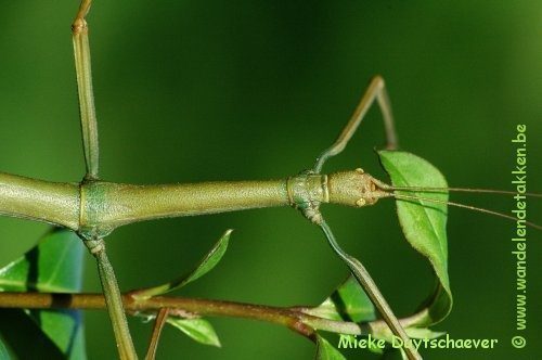PSG 282 - Lonchodes philippinicus - Volwassen vrouw