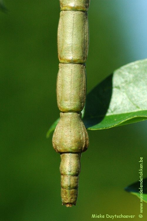 PSG 282 - Lonchodes philippinicus - Volwassen vrouw