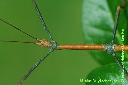 PSG 282 - Lonchodes philippinicus - Volwassen man