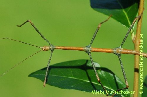 PSG 282 - Lonchodes philippinicus - Volwassen man