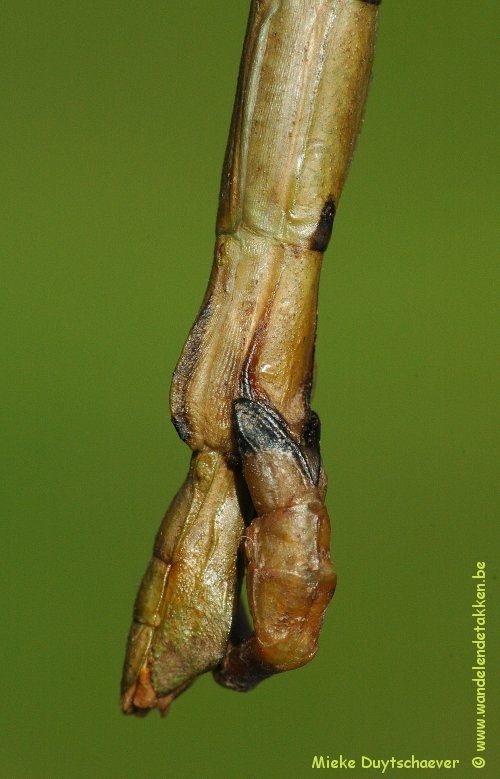 PSG 282 - Lonchodes philippinicus - Paring
