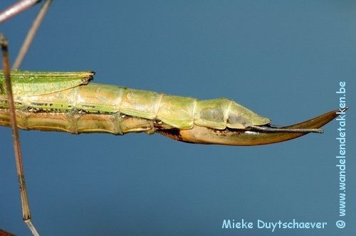 PSG 285 - Hemiplasta falcata - Volwassen vrouw - legboor