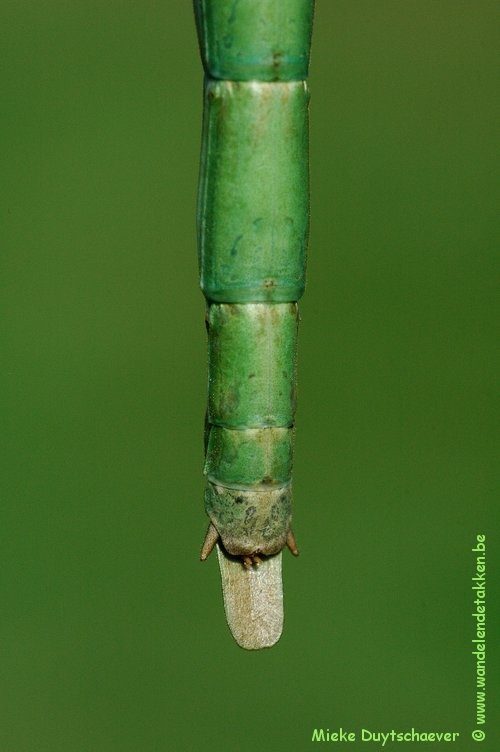 PSG 287 - Eucarcharus feruloides - Volwassen vrouw