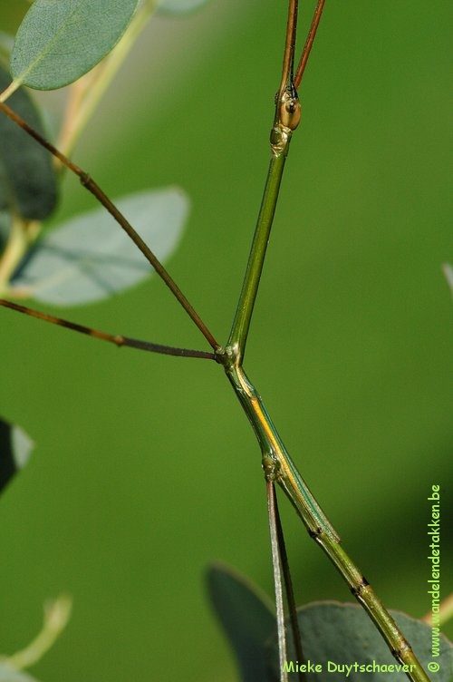 PSG 287 - Eucarcharus feruloides - Volwassen man