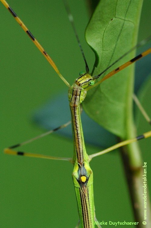 PSG 290 - Anarchodes annulipes - Volwassen man