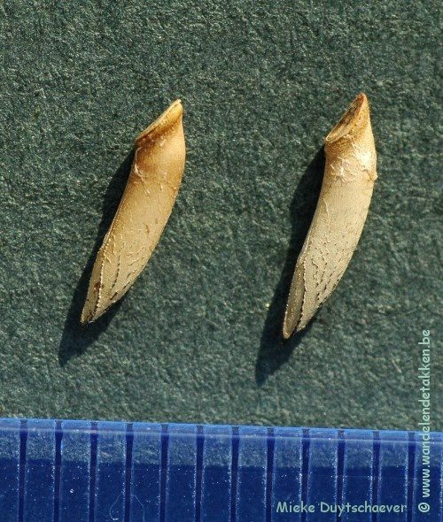 PSG 290 - Anarchodes annulipes - Eitjes