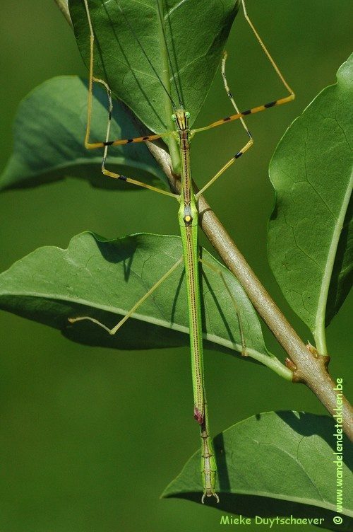 PSG 290 - Anarchodes annulipes - Volwassen man