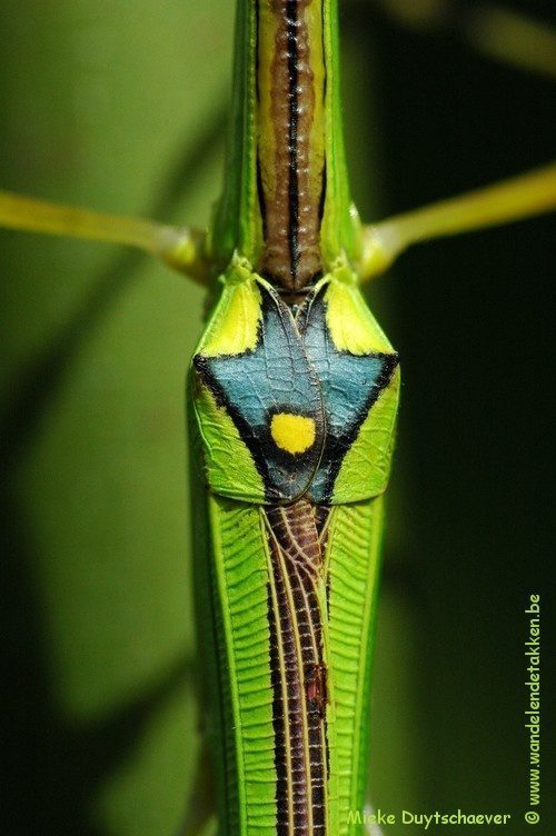PSG 290 - Anarchodes annulipes - Volwassen vrouw