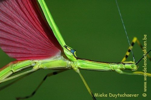 PSG 290 - Anarchodes annulipes - Volwassen vrouw