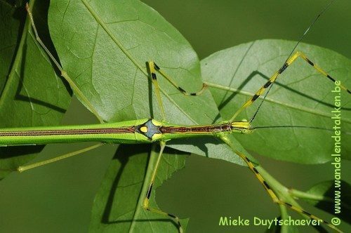 PSG 290 - Anarchodes annulipes - Volwassen vrouw