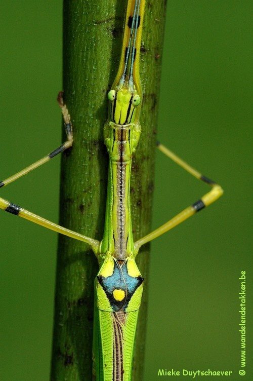 PSG 290 - Anarchodes annulipes - Volwassen vrouw