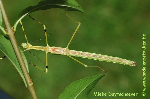 PSG 290 - Anarchodes annulipes - Volwassen vrouw