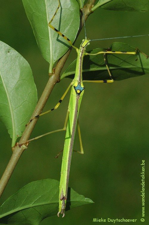 PSG 290 - Anarchodes annulipes - Volwassen vrouw