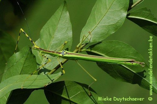 PSG 290 - Anarchodes annulipes - Volwassen vrouw