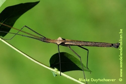 PSG 293 - Pseudophasma phthisicum - Volwassen man