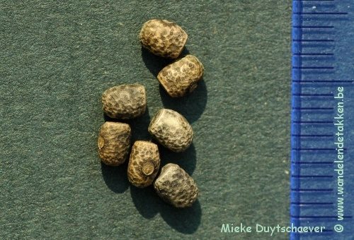 PSG 293 - Pseudophasma phthisicum - Eitjes