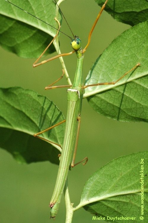 PSG 46 - Marmessoidea rosea - Volwassen vrouw